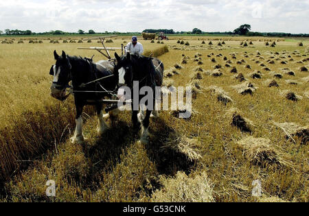 Traditionelle Landwirtschaft Stockfoto