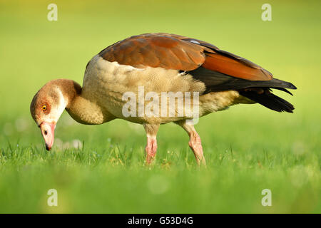 Nilgans (Alopochen Aegyptiacus) auf Nahrungssuche, Kanton Zug, Schweiz Stockfoto