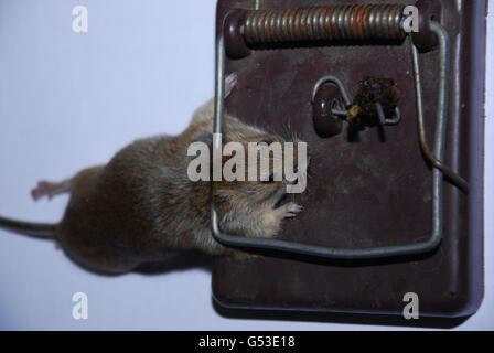 Tote Maus im Frühjahr Trap Stockfoto