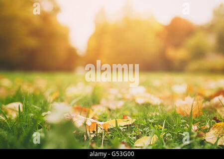 bunte Blätter in den Rasen, Herbst-Saison Stockfoto