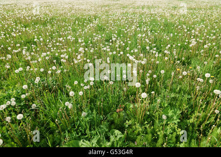 endlose Löwenzahn Feld im Sonnenlicht Stockfoto