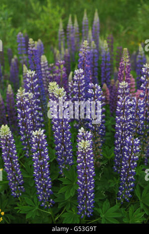 Blick auf dem Gebiet der Lupine von oben. Sieht aus wie ein Wolkenkratzer in der Stadt. Stockfoto