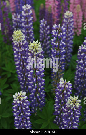 Blick auf dem Gebiet der Lupine von oben. Sieht aus wie ein Wolkenkratzer in der Stadt. Stockfoto