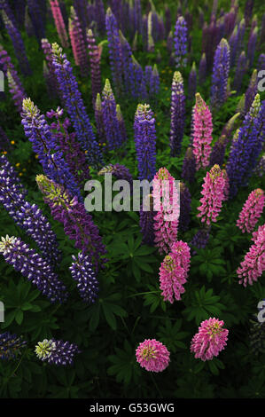 Blick auf dem Gebiet der Lupine von oben. Sieht aus wie ein Wolkenkratzer in der Stadt. Stockfoto