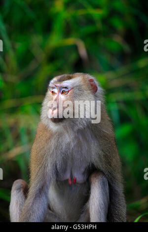 nördlichen Schwein-tailed Macaque mit vollen Zitzen Stockfoto