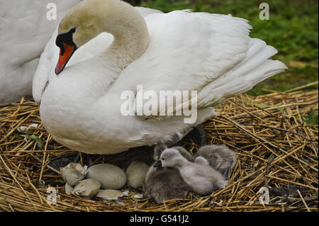 Ein Schwan sitzt auf ihrem Nest in der Abbotsbury Swannery, am Strand von Cesil, in Dorset, während sie ihre frisch geschlüpften Cygnets warm hält. Stockfoto