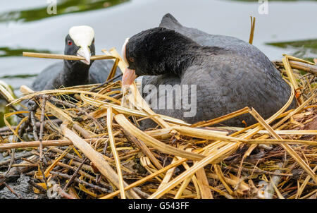 Ein paar Blässhuhn (Fulica atra) Gebäude ein Nest auf einem See in Großbritannien. Stockfoto