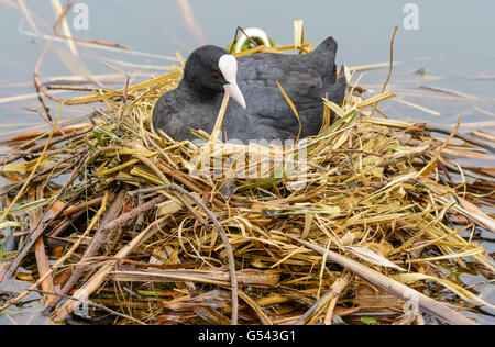 Ein erwachsener Blässhuhn (Fulica atra) sitzen auf dem Nest auf einem See im Sommer in West Sussex, England, UK. Stockfoto