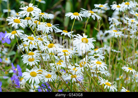 Oxeye Gänseblümchen wachsen in einem Garten. Stockfoto