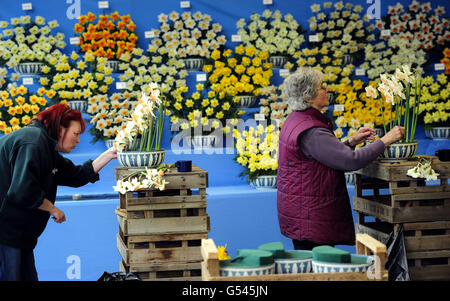 Narzissen werden für diesen Stand auf der Harrogate Spring Flower Show vorbereitet, die morgen beginnt, wenn Tausende von Besuchern an der Show auf dem Great Yorkshire Showground in Harrogate teilnehmen werden. Stockfoto