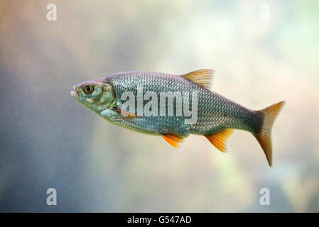 Süßwasserfische gemeinsame Roach Stockfoto