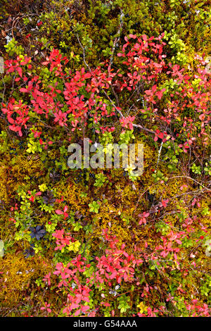 Detail der Herbstfarben auf dem Waldboden des Taiga-Waldes/Boreal-Waldes, des Oulanka-Nationalparks, Kuusamo, Lappland, Finnland Stockfoto