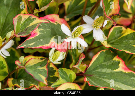 Chameleon Plant Houttuynia cordata „Chameleon“ Stockfoto