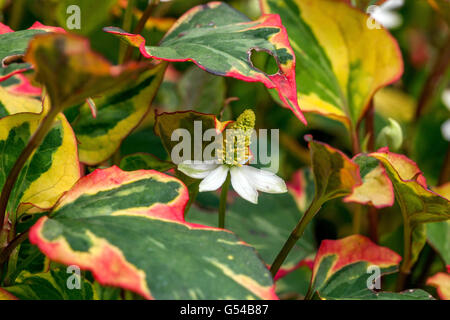 Houttuynia cordata Stockfoto