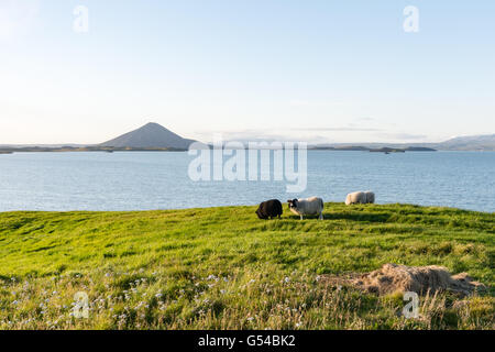 Island, Norðurland Eystra, Schafe auf einer Wiese vor einem großen See Stockfoto