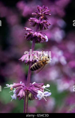 APIs mellifera Europäische Honigbiene auf Blume Salvia napifolia, Sammeln Nektar Fütterung Stockfoto
