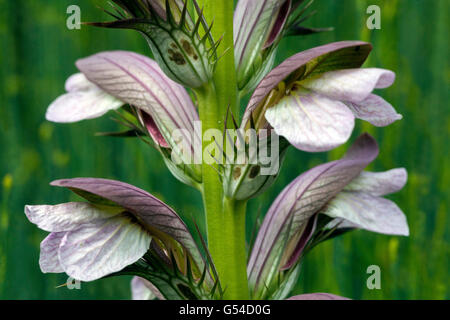 Bär der Beckenendlage Acanthus mollis Stockfoto