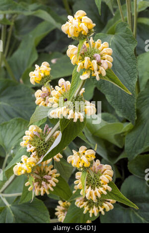 Phlomis russeliana, bekannt als Jerusalem Salbei Sommerblumen Stockfoto