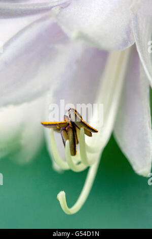 Detail der Blüte Hosta Stockfoto