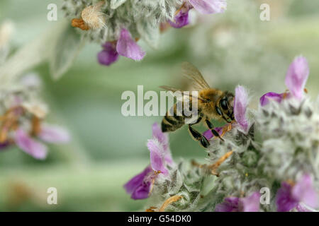 Ohren der Lämmer, Stachys byzantina, Biene auf Blume Stockfoto