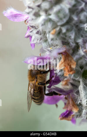 Ohren der Lämmer, Stachys byzantina, Biene auf Blume Stockfoto