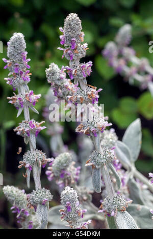 Lämmer Ohren, Stachys byzantina, Blumen Stockfoto