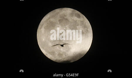 Ein Vogel ein Vogel fliegt an einem "Supermond" vorbei, der von Edinburgh aus gesehen wird, da der Satellit in diesem Jahr in seiner größten und hellsten Form erscheinen wird. Stockfoto