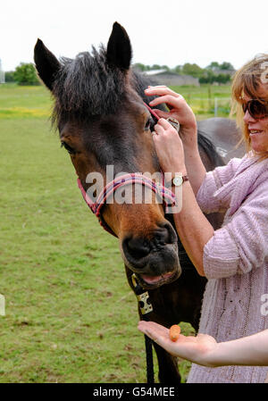 Besitzer eines New Forest Pony gesehen, die das Tier aus ist aktuellen Weidefeld zu einem nahe gelegenen Obstgarten Stockfoto