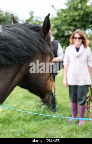 Besitzer eines New Forest Pony gesehen, die das Tier aus ist aktuellen Weidefeld zu einem nahe gelegenen Obstgarten Stockfoto