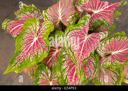 Galle Fort, Leuchtturm, Street, Sri Lanka, roten und grünen bunten Caladium lässt Stockfoto