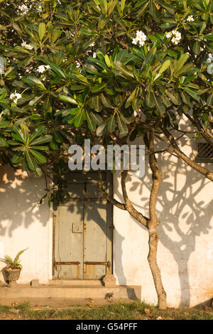 Sri Lanka, Galle Fort, Wall Street, Schatten der Frangipani-Baum auf Haus Tür Stockfoto