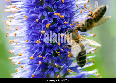 Nahaufnahme Biene auf Blume, Veronicastrum Sachalinense bienenfreundliche Pflanzen Stockfoto