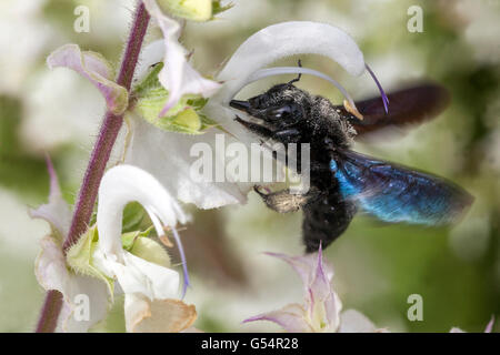 Große, violette, aus nächster Nähe fliegende Biene, Xylocopa violacea auf der Sklarea von Clary Sage Salvia Stockfoto