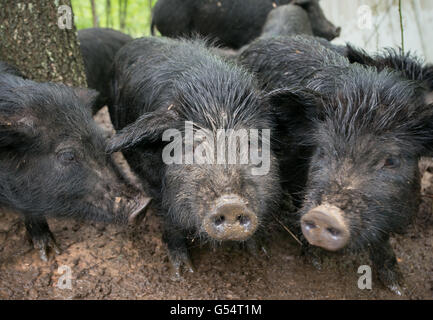 Amerikanischen Guinea Schweine durchstreifen in großen eingezäunten Weideflächen auf dem Gelände der Hock-Newberry Farm 21. Mai 2016 in Marshall, Virginia. Die Farm ist ein Veteran der US-Küstenwache Besitz teilten ihr Wissen mit anderen Service-Mitgliedern im Rahmen des Dienstes Stewardship-Programm. Stockfoto