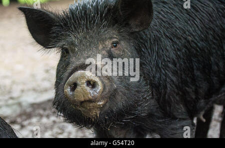 Amerikanischen Guinea Schweine durchstreifen in großen eingezäunten Weideflächen auf dem Gelände der Hock-Newberry Farm 21. Mai 2016 in Marshall, Virginia. Die Farm ist ein Veteran der US-Küstenwache Besitz teilten ihr Wissen mit anderen Service-Mitgliedern im Rahmen des Dienstes Stewardship-Programm. Stockfoto