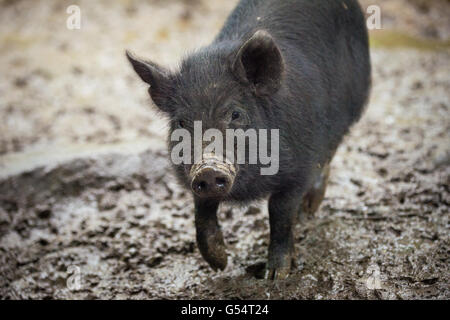 Amerikanischen Guinea Schweine durchstreifen in großen eingezäunten Weideflächen auf dem Gelände der Hock-Newberry Farm 21. Mai 2016 in Marshall, Virginia. Die Farm ist ein Veteran der US-Küstenwache Besitz teilten ihr Wissen mit anderen Service-Mitgliedern im Rahmen des Dienstes Stewardship-Programm. Stockfoto