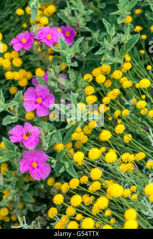 Gelbe Santolina insularis, Rosa Cistus pulverulentus Stockfoto