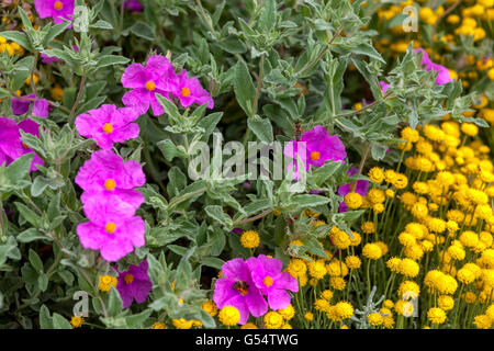 Santolina insularis gelb und rosa Cistus pulverulentus, Zitrosen Stockfoto