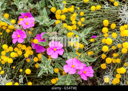 Heiligenkraut Insularis gelb und rosa Cistus pulverulentus Stockfoto