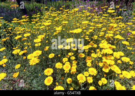 Cota Tinctoria - goldene Marguerite oder Gelb Kamille Stockfoto