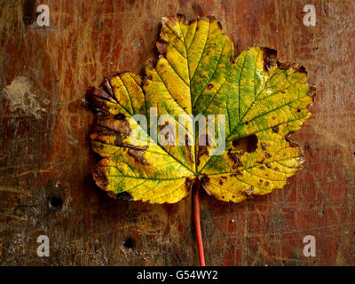 Herbstliche Ahorn Blatt auf rustikalem Holzbrett Stockfoto
