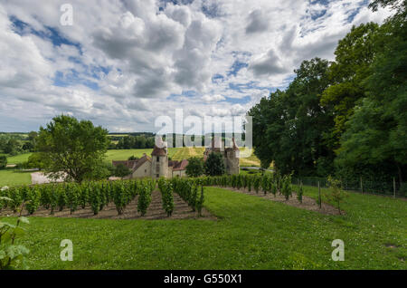 Vignes, Château DE CHAREIL-CINTRAT dans le Bourbonnais, Allier, Frankreich, europa Stockfoto