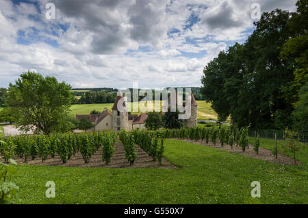 Vignes, Château DE CHAREIL-CINTRAT dans le Bourbonnais, Allier, Frankreich, europa Stockfoto