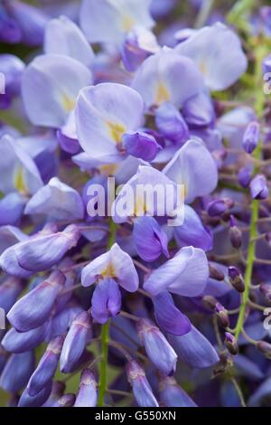 Glyzinien, Nahaufnahme Blume, Stockfoto