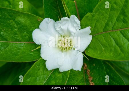 Gemeinsamen Mispel, niederländische Mispel - canescens Germanica, Blüte Stockfoto