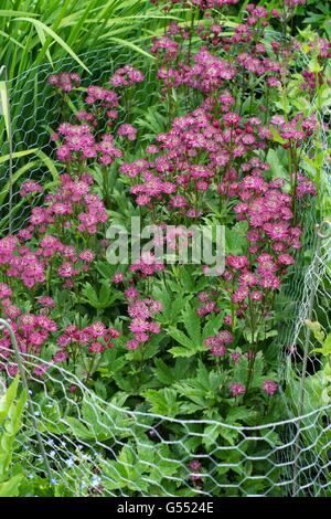 Astrantia große. größere Meisterwurz, geschützt mit Maschendraht gegen Kaninchen Schaden, England, Juni. Stockfoto