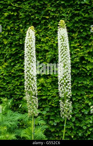 Die Himalayan Foxtail Lily - Eremurus Himalaicus, weiße Blüte. Stockfoto