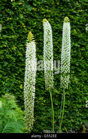 Die Himalayan Foxtail Lily - Eremurus Himalaicus, weiße Blüte. Stockfoto