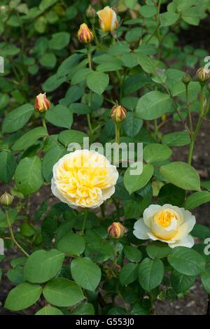 CHARLOTTE, Englische Rose - von David Austin, Strauch-Rose gezüchtet, Stockfoto