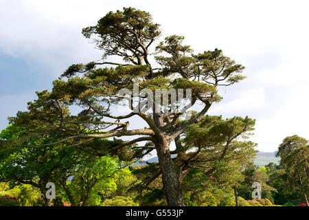 Alte große Pinie in Irland Stockfoto